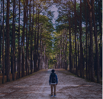Forest path